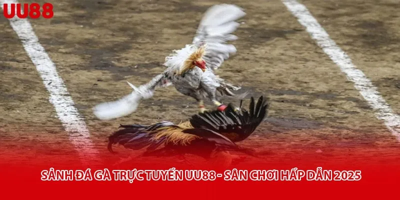 Sảnh Đá Gà Trực Tuyến Uu88 - Sân Chơi Hấp Dẫn 2025