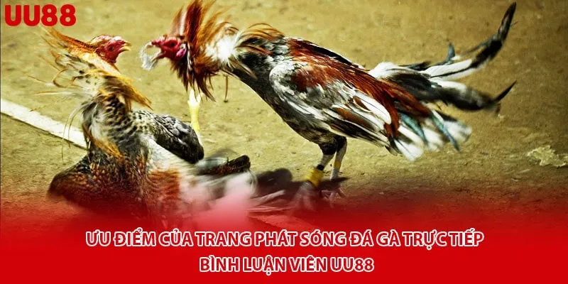 Ưu điểm của trang phát sóng đá gà trực tiếp bình luận viên uu88